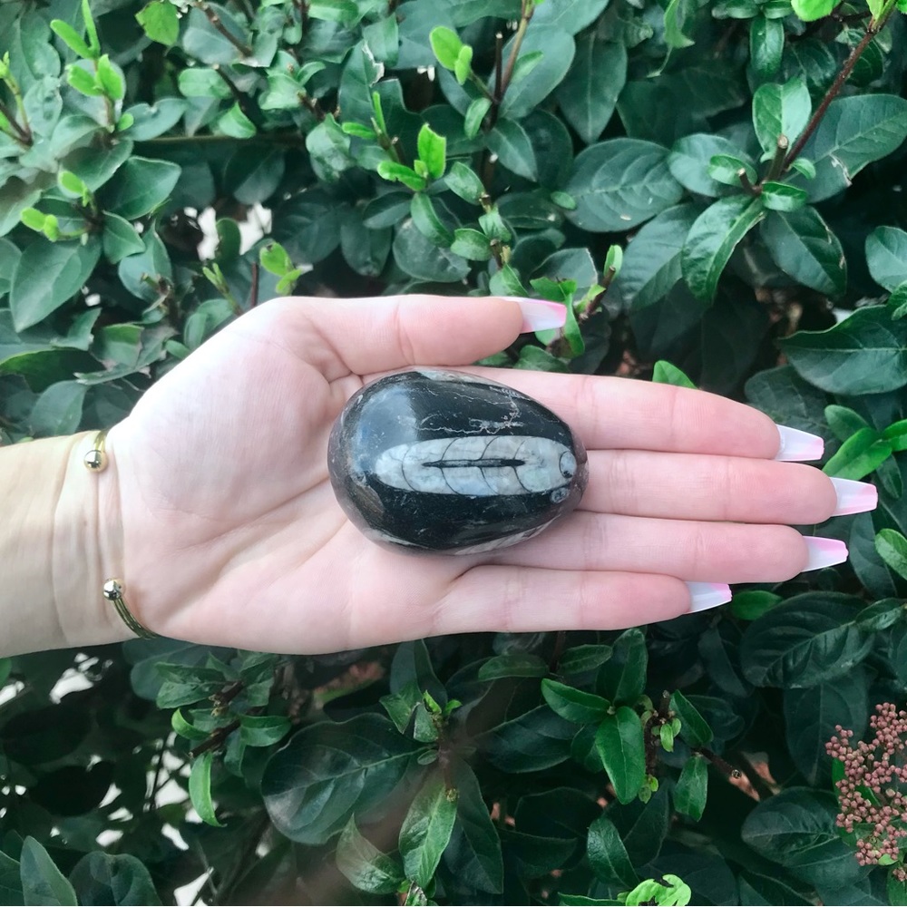 Orthoceras Fossil Egg 🖤